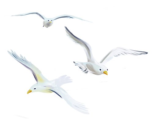 你看过深圳的鸟吗？